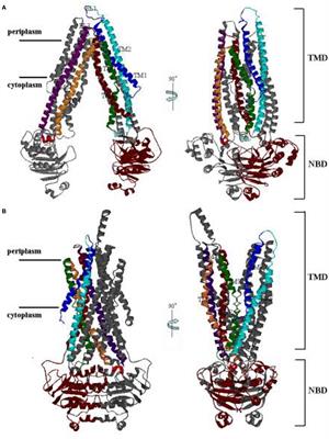 Study of Allosteric Transitions of Human P-Glycoprotein by Using the Two-State Anisotropic Network Model